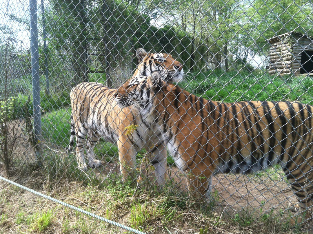 Carolina Tiger Rescue景点图片