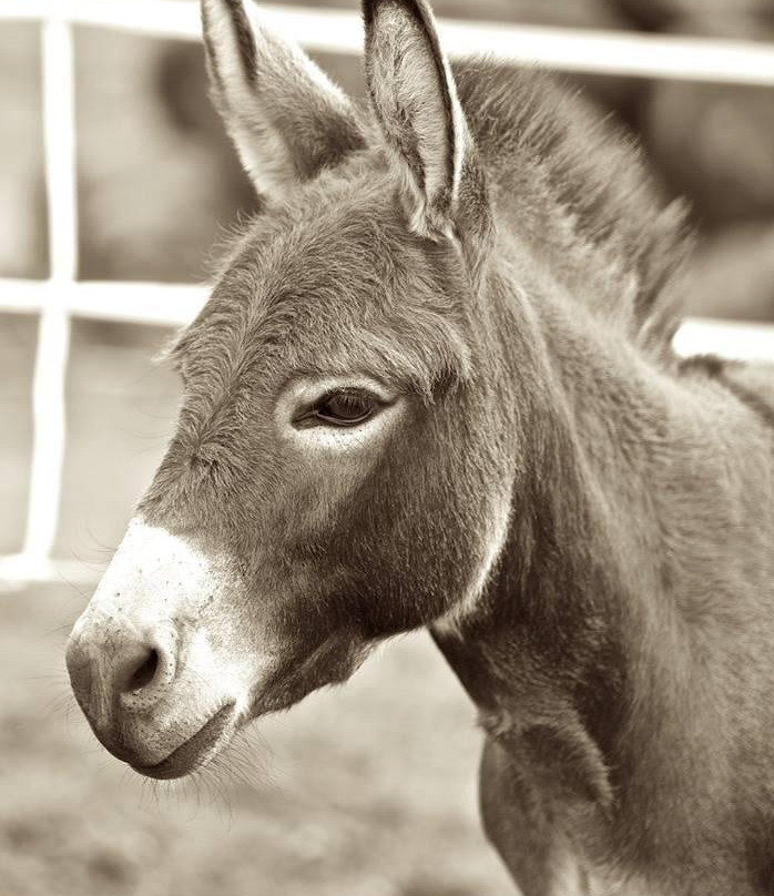 Maui Animal Farm景点图片