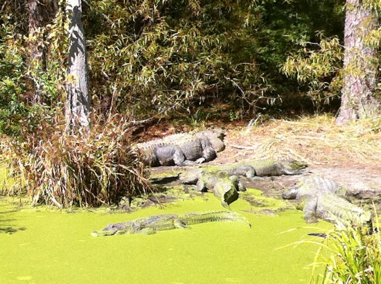 奥尔巴尼旅游景点-Chehaw Park & Zoo