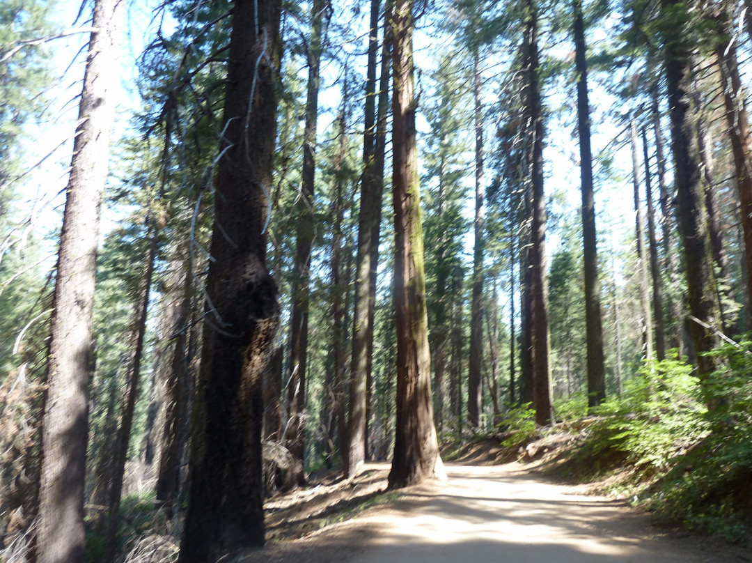 Tuolumne Grove of Giant Sequoias景点图片