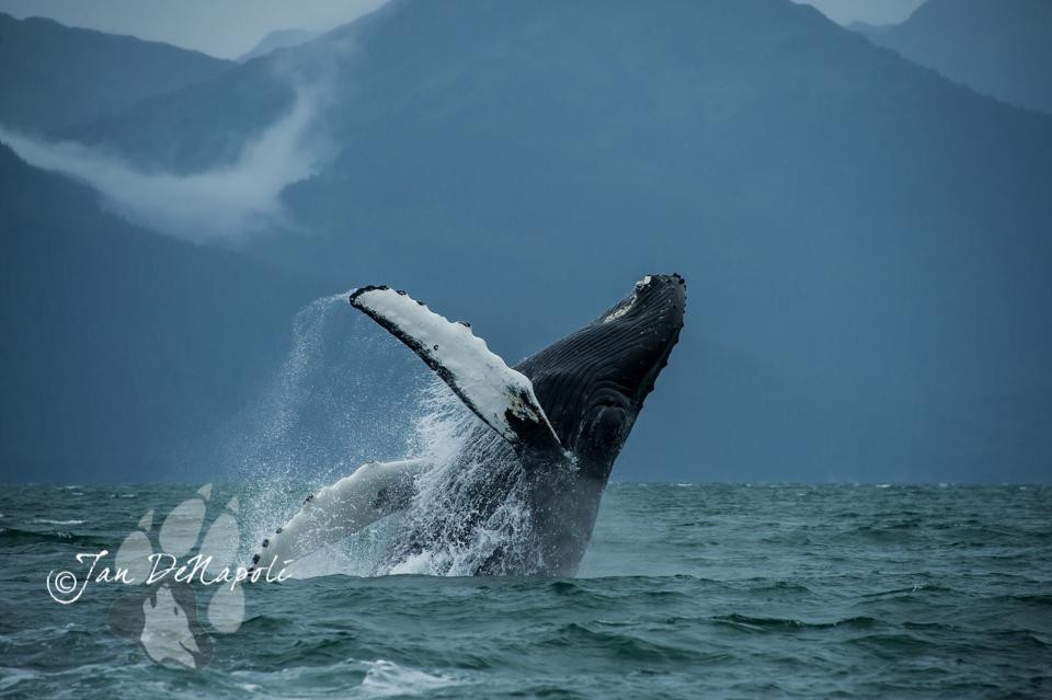 G'day Charters, LLC-瓦尔迪兹必去景点