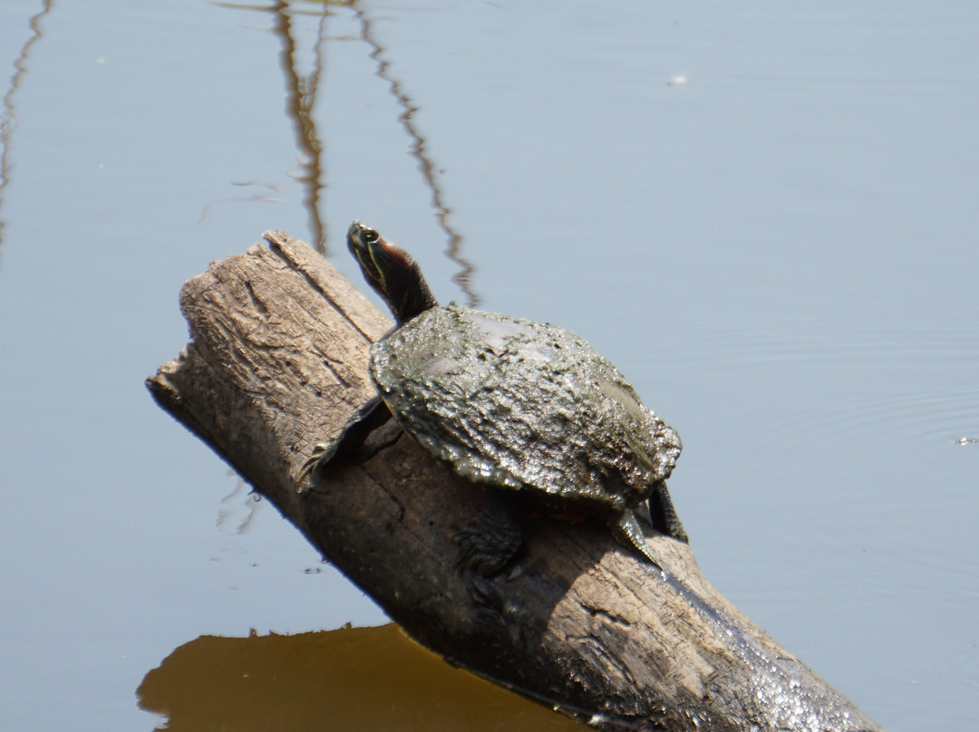 Sequoyah National Wildlife Refuge-Vian必去景点