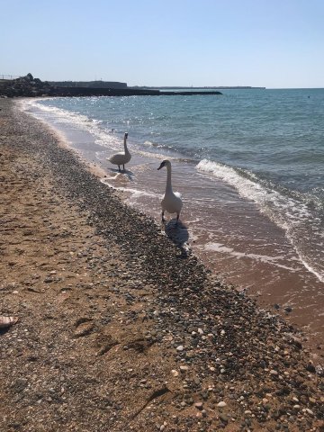 Alma Park Resort-泳池