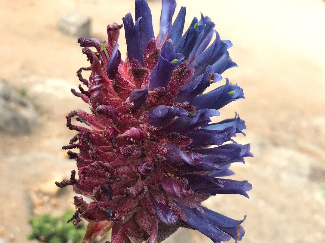 La Rambla-萨帕亚尔必去景点