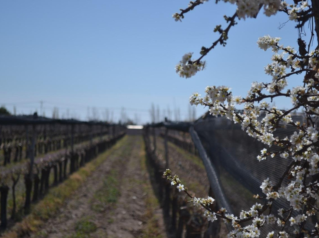 Bodega Familia Rodriguez-Maipu必去景点