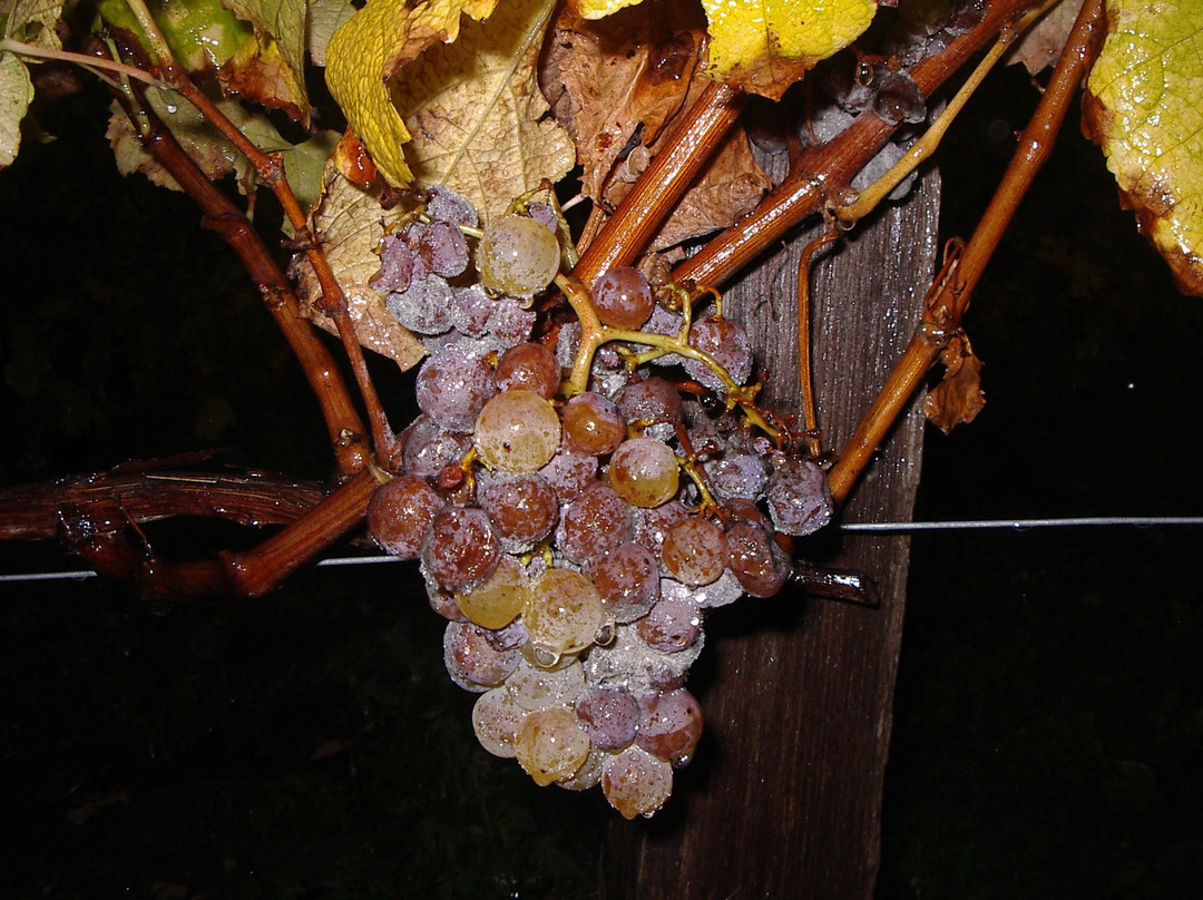 Domaine de Combet-Monbazillac必去景点