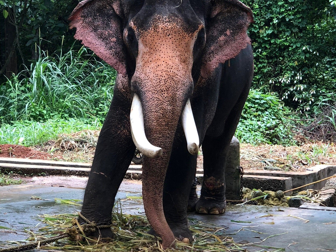 Abhayaranyam Zoo-Kodanad必去景点