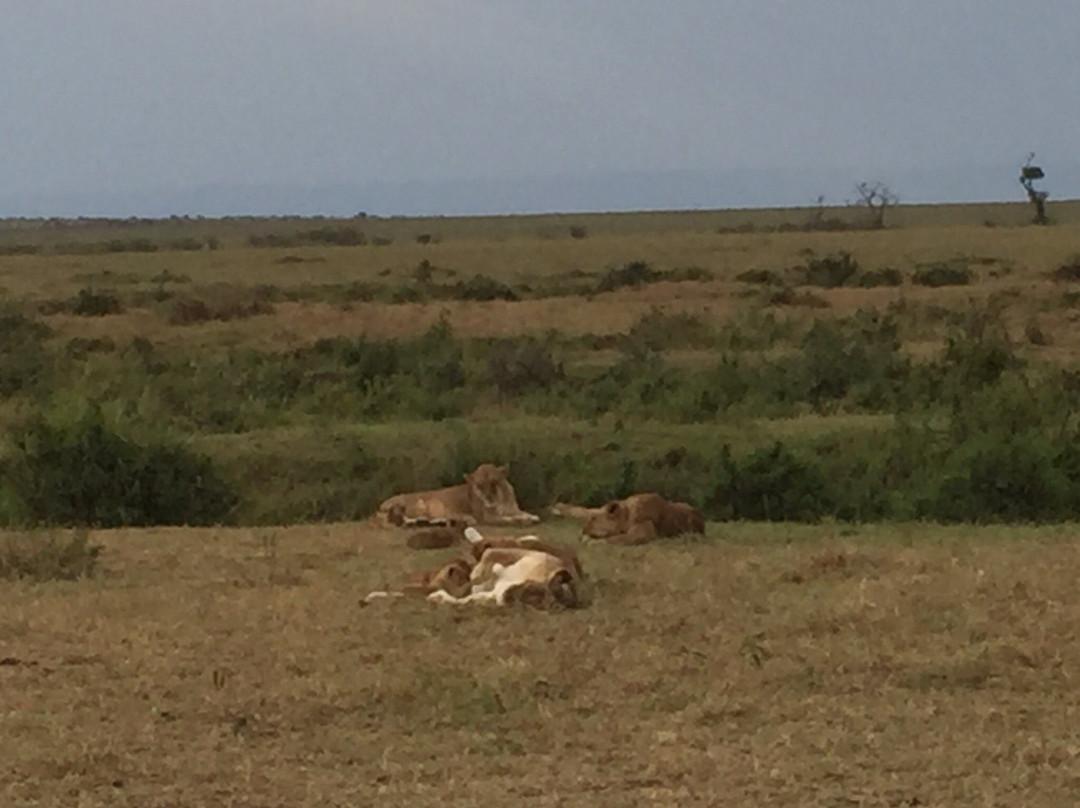 East African Eco Adventures-内罗毕必去景点