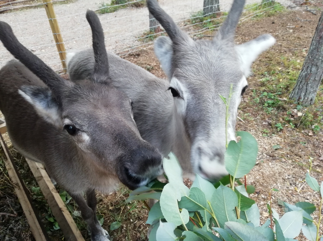 Santa's Pets Tallitontun Piha-罗瓦涅米必去景点