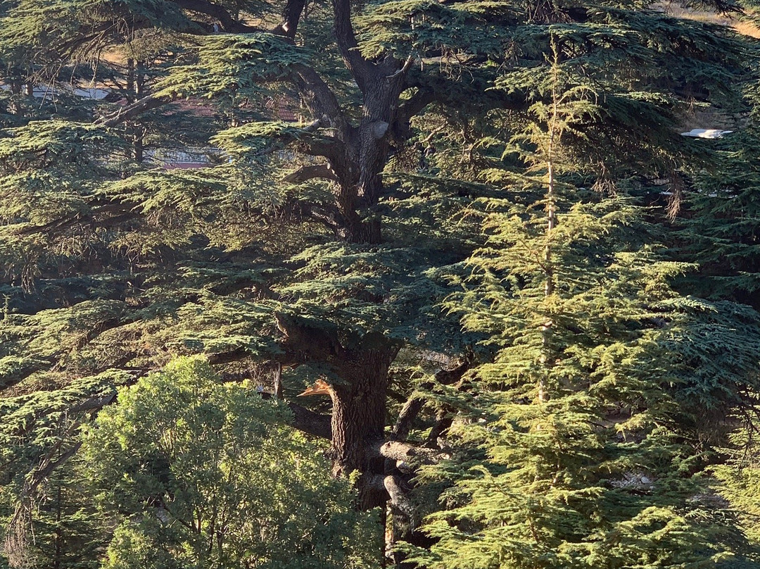 The Cedars of God景点图片