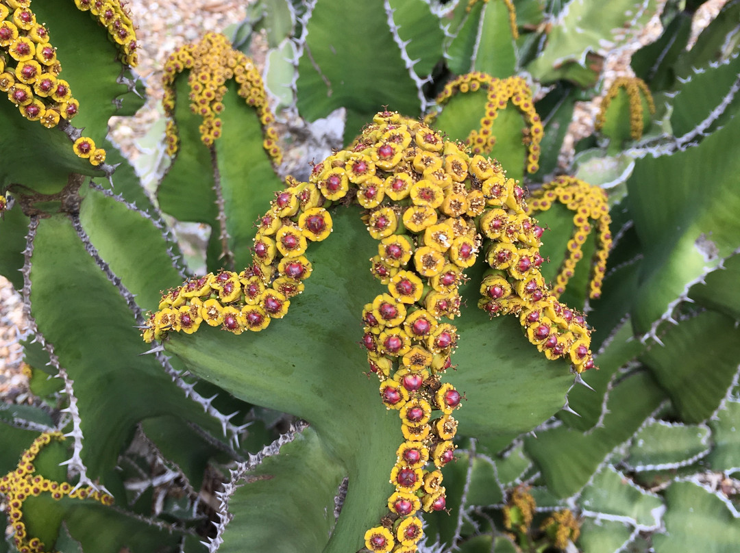 洛坎普顿植物园及动物园-罗克汉普顿必去景点