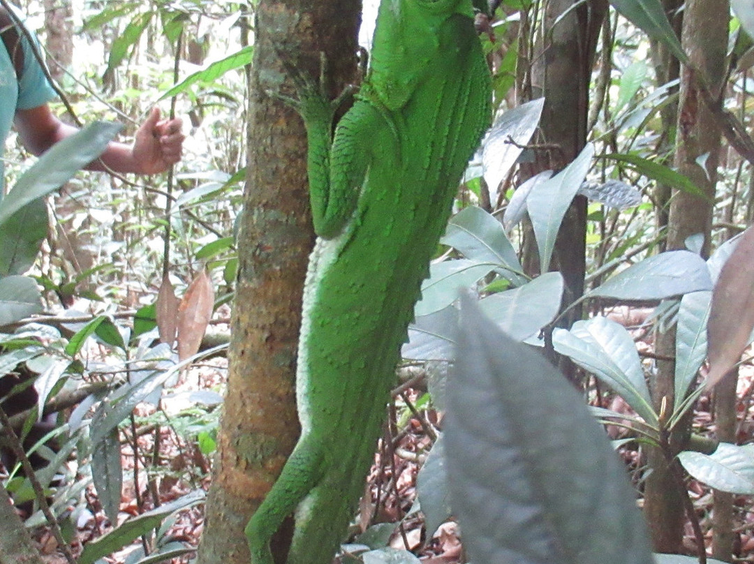 Visit Sinharaja rainforest景点图片