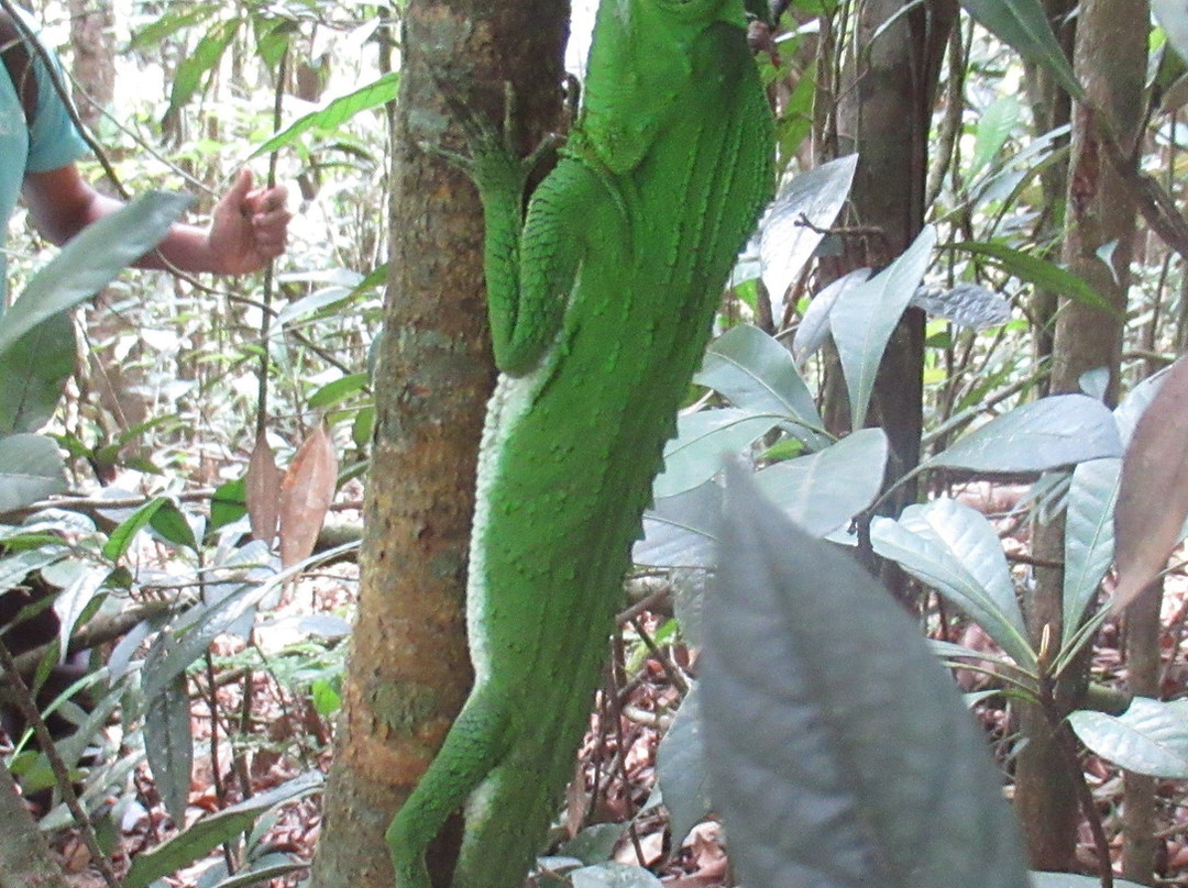 Visit Sinharaja Rainforest景点图片
