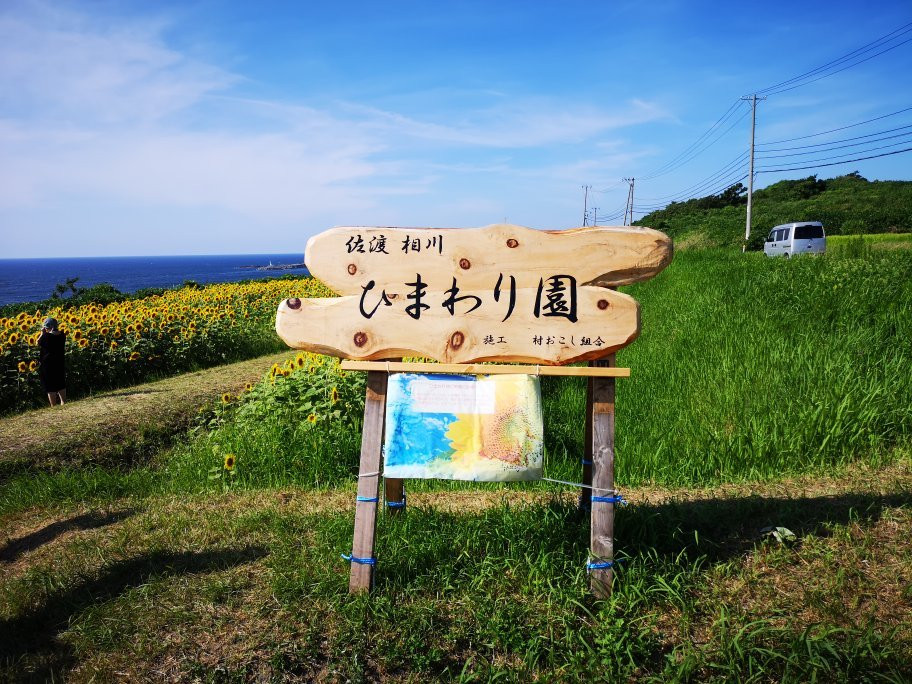 Ogawa Sunflower Field-佐渡市必去景点