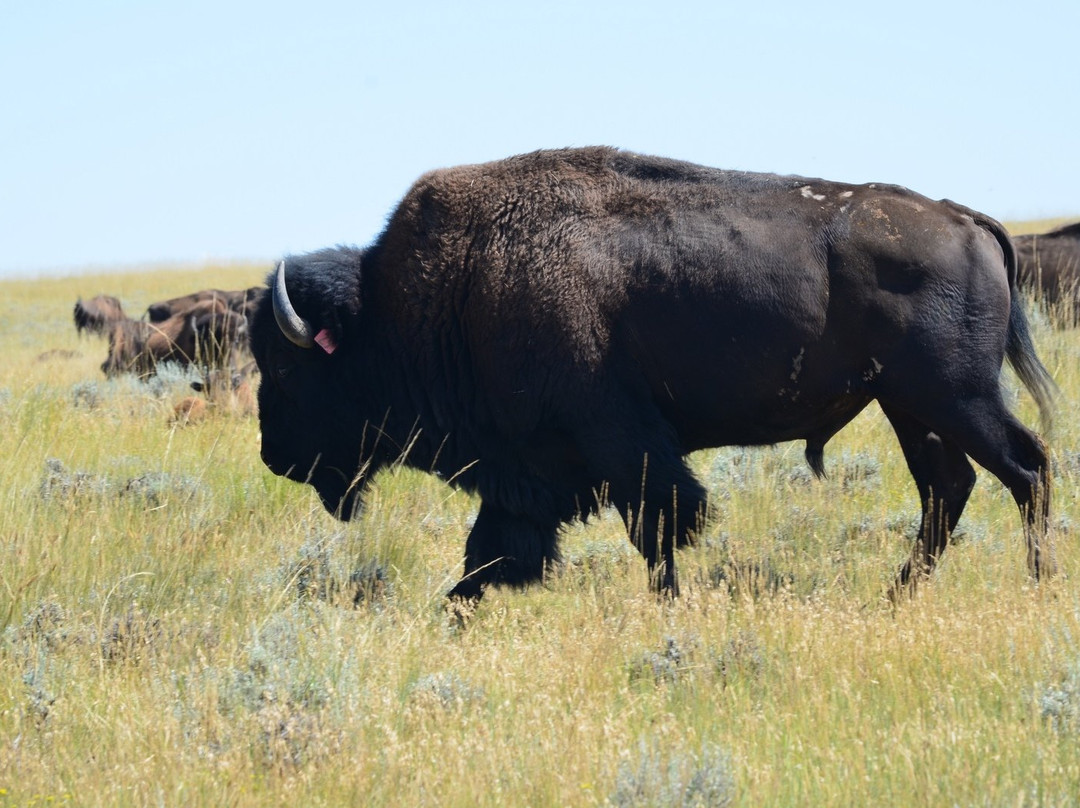 Durham Bison Ranch景点图片