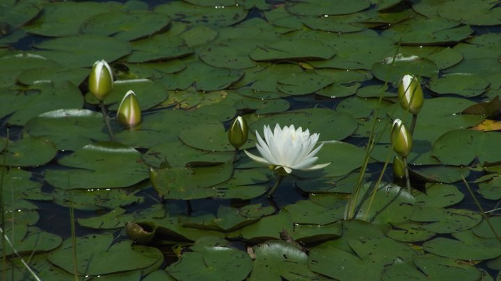 Alexander Lake Forest Provincial Park-Mattawa必去景点