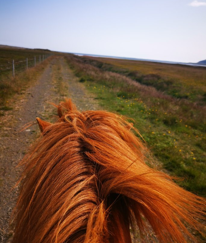 Fell Horse Rental-Breiddalsvik必去景点