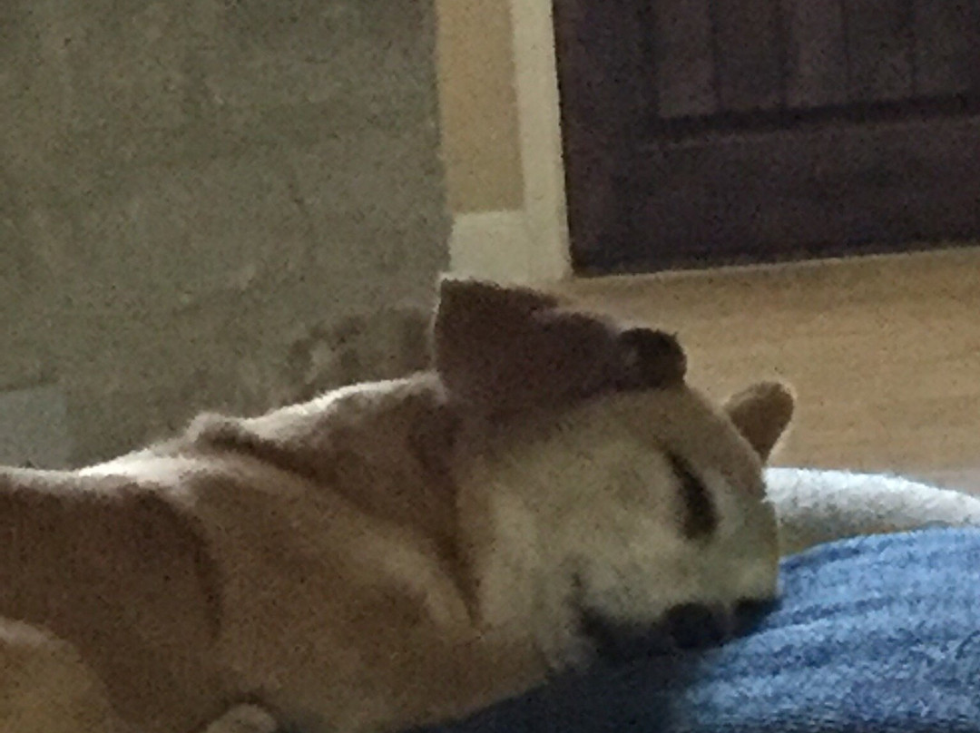 Bounce Zone-博蒙特必去景点