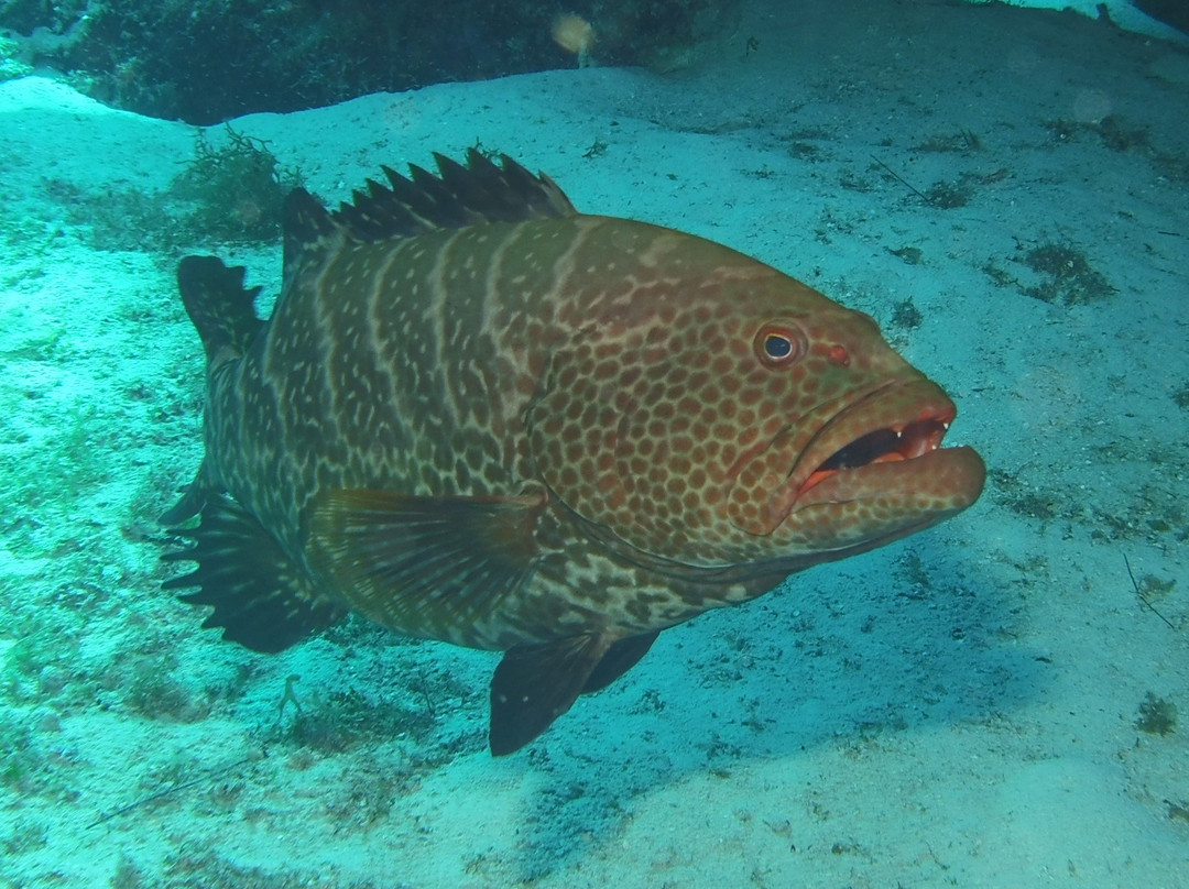 Pro Dive Mexico景点图片