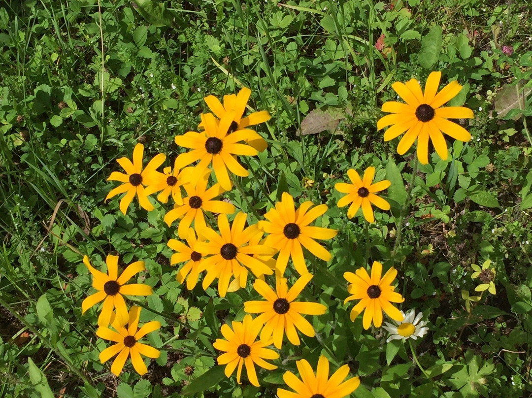 Aroostook National Wildlife Refuge-Limestone必去景点