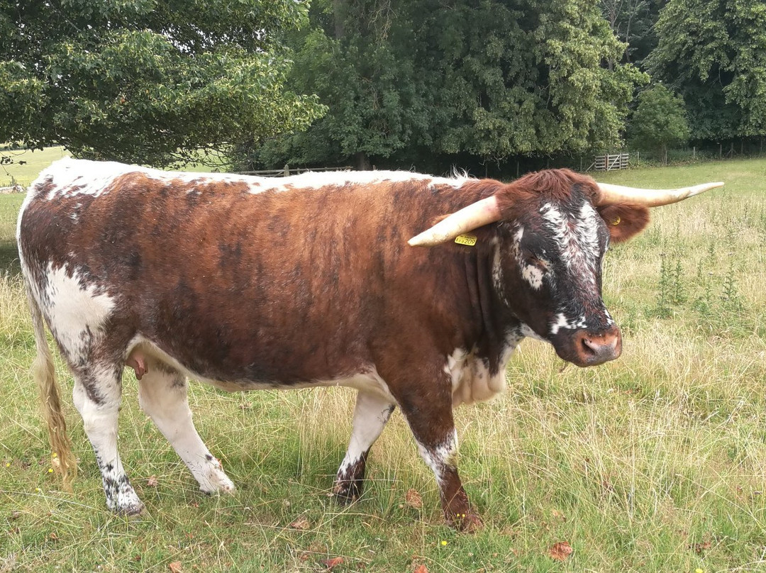 Gorhambury House & Old Gorhambury House-圣奥尔本斯必去景点