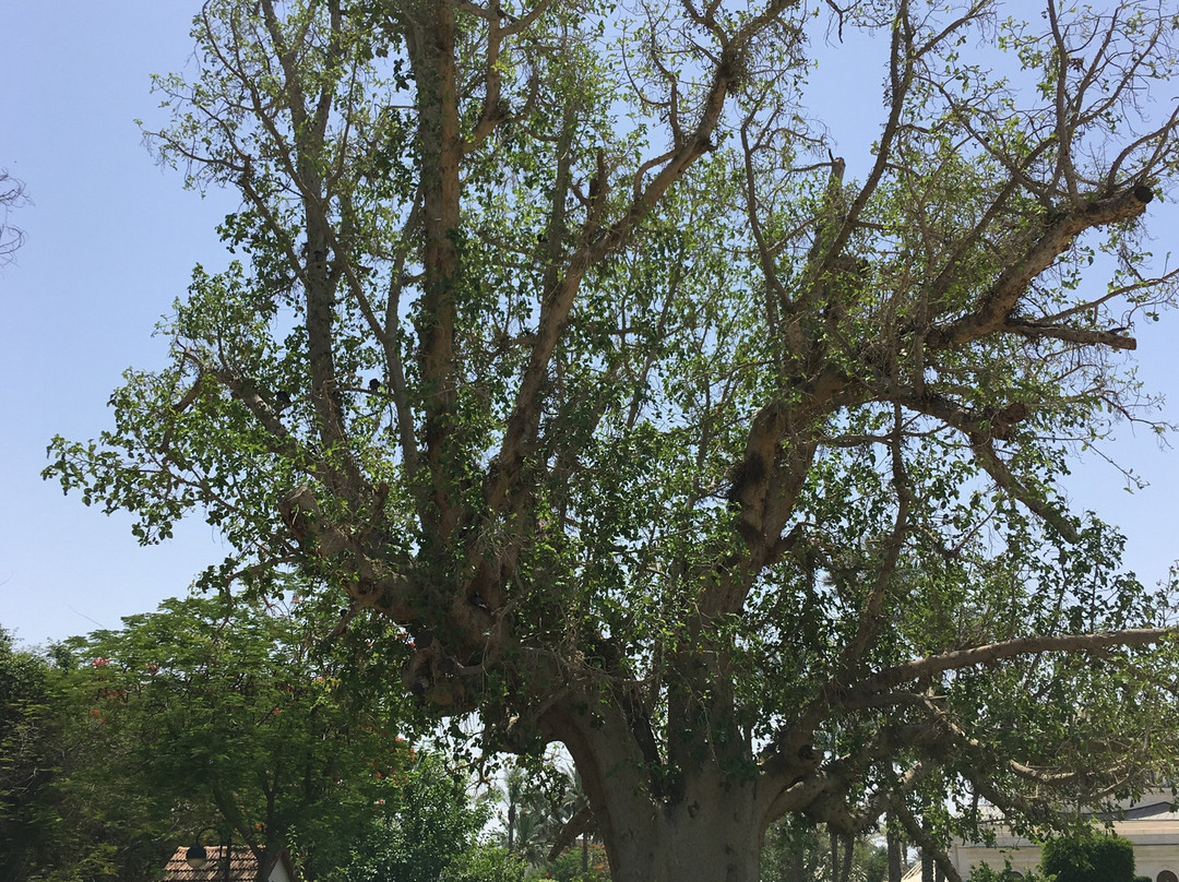Zaccheus' Tree-Jericho必去景点