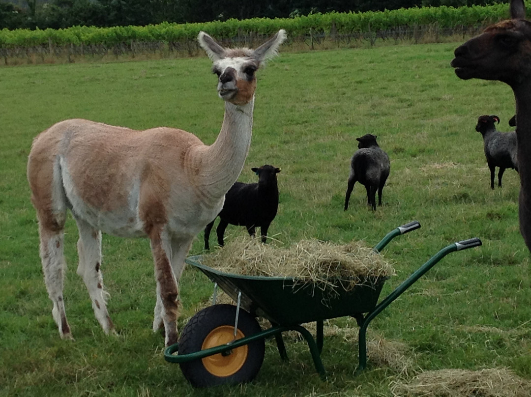 Glyndwr Vineyard主图