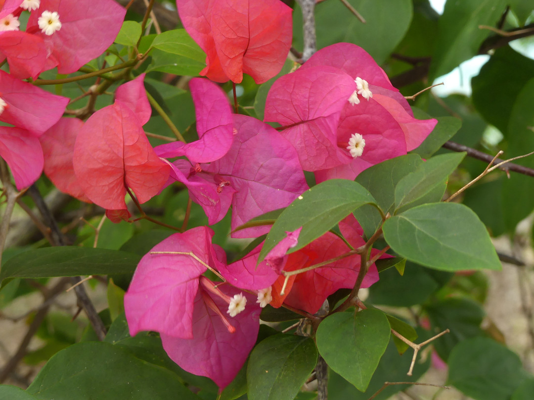 Prince John Dive Resort主图