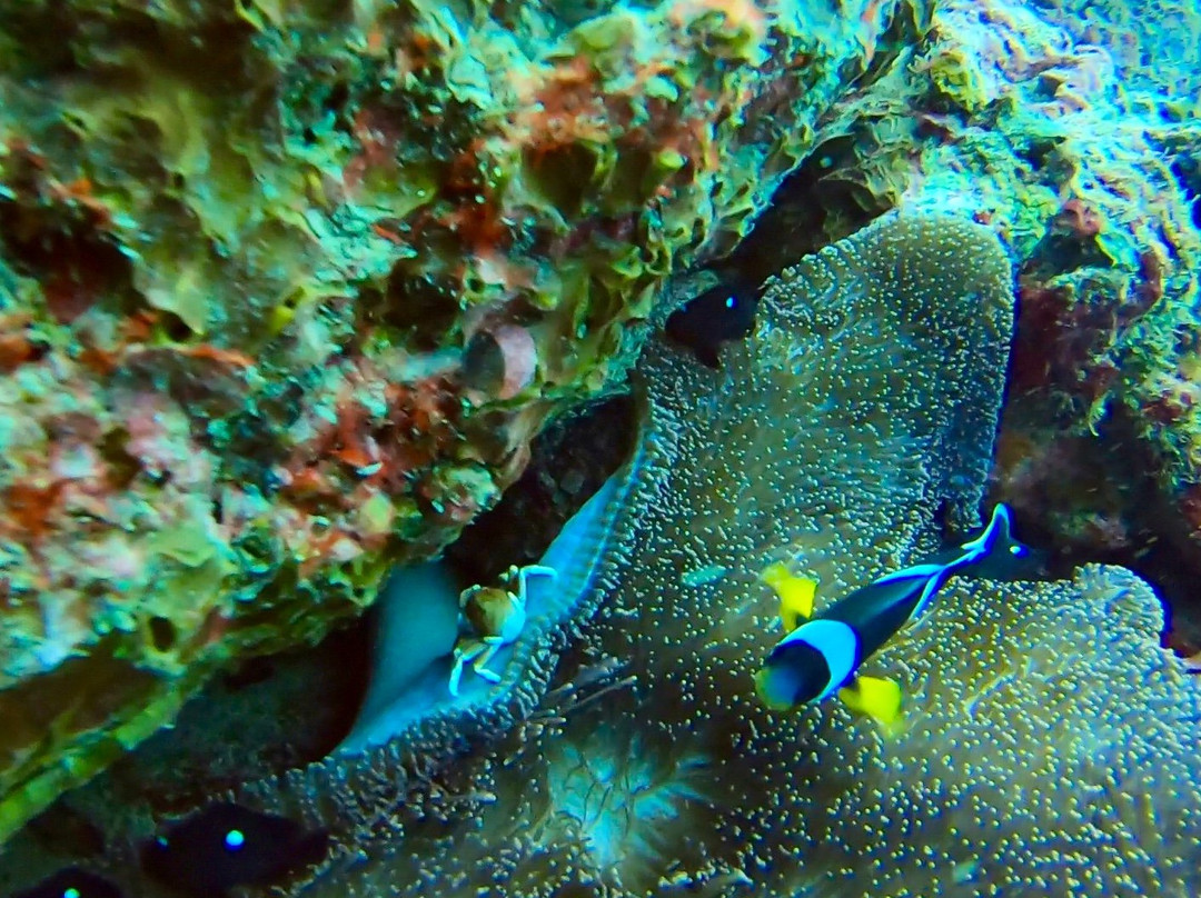 Ocean Divers-弗力克昂弗雷克必去景点