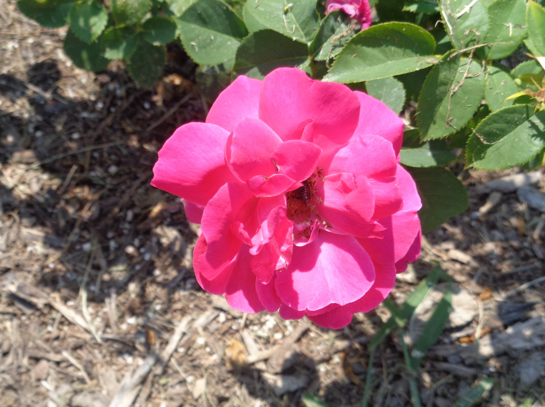 Ritter Park-亨廷顿必去景点