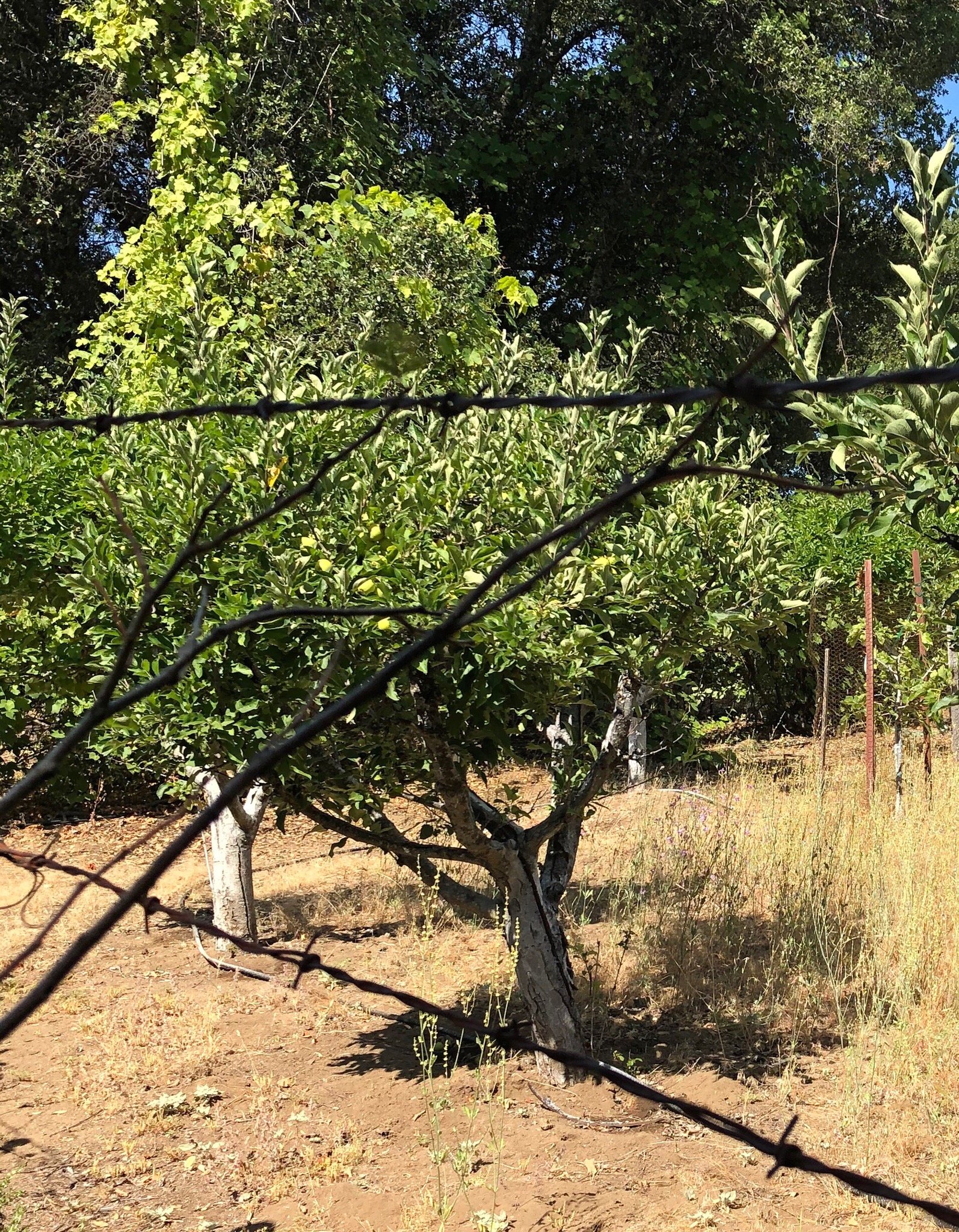 Apple Blossom Inn Yosemite-官方