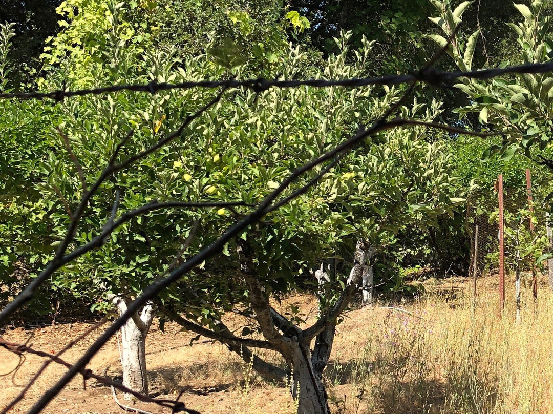 Apple Blossom Inn Yosemite主图