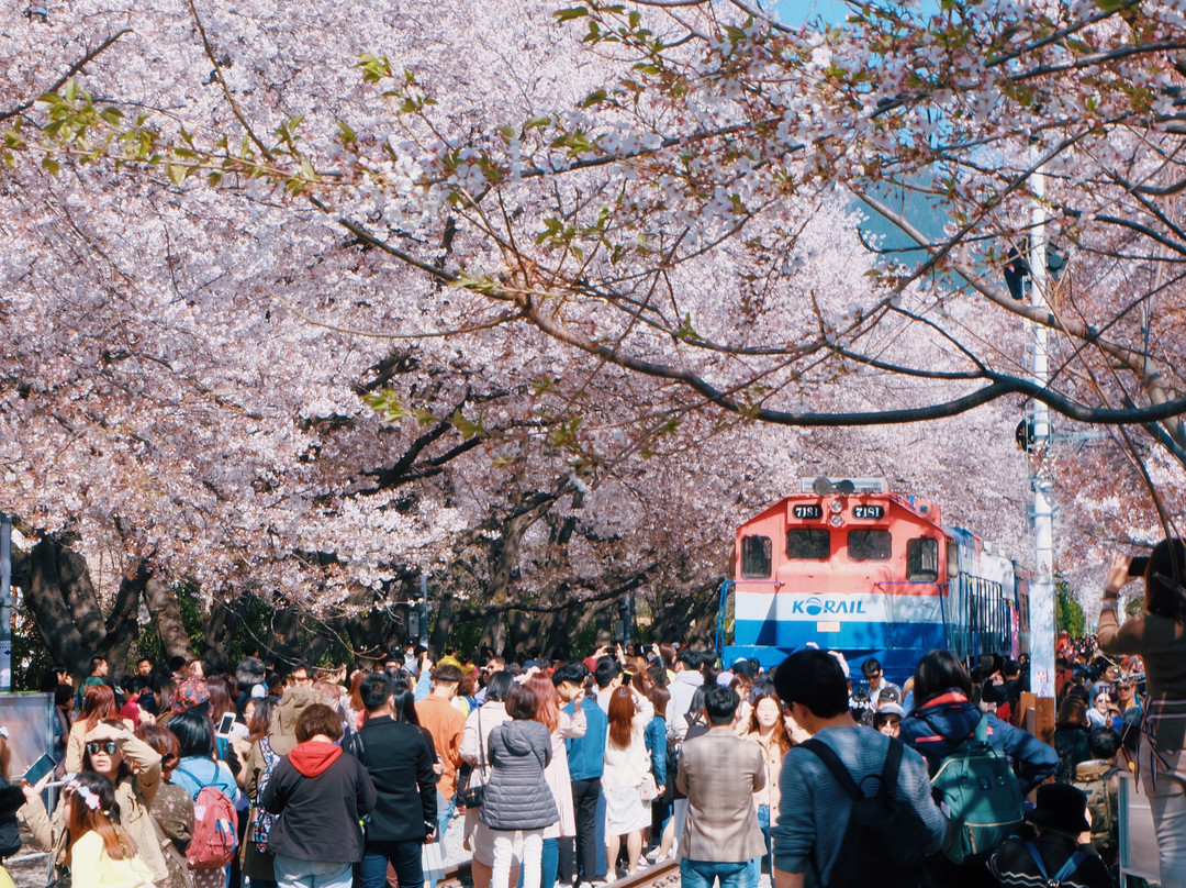 Jinhae Gunhangje Festival-昌原市必去景点