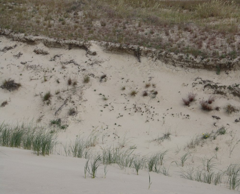 The Dead Dunes-Pervalka必去景点