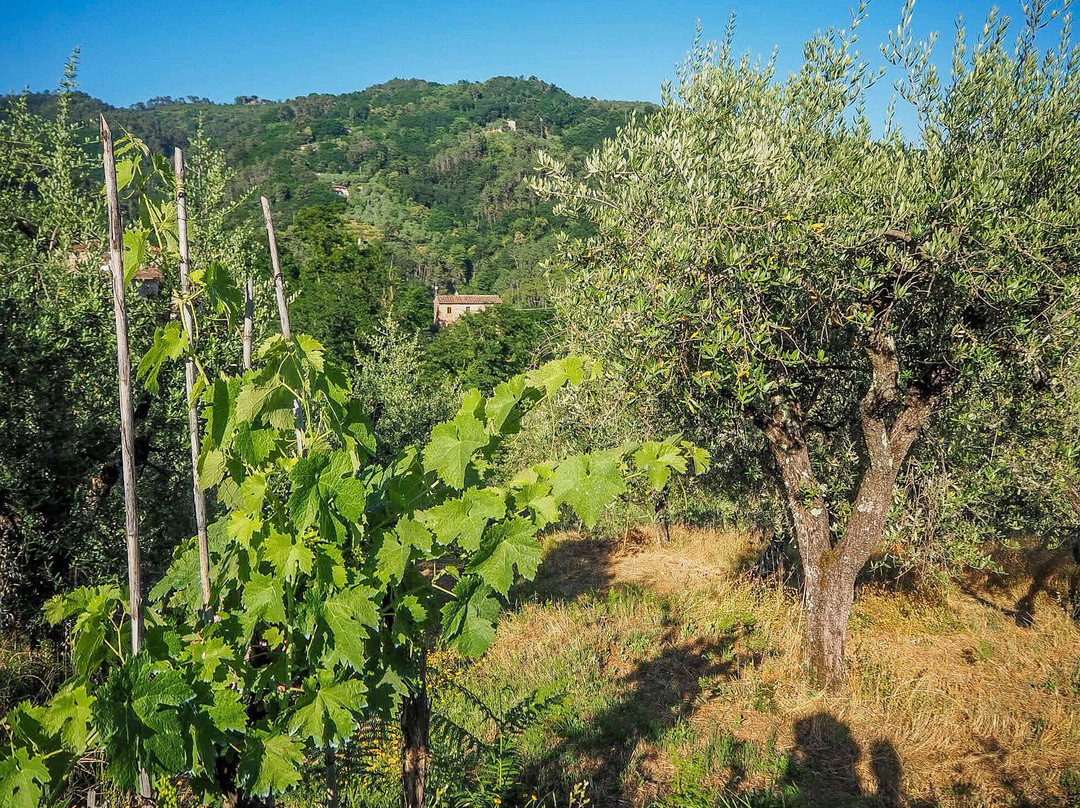Agriturismo Tananei - Extra Virgin Olive Oil experience-Marliana必去景点