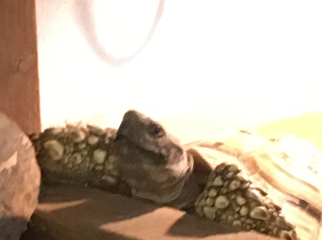 The Reptile Zoo-Monroe必去景点