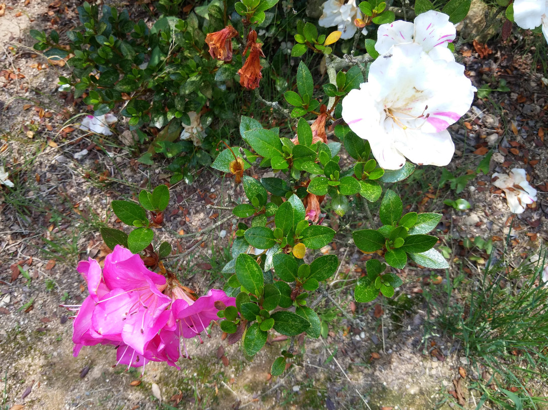 The center of Azalea foundation in Kurume city (Tsutsuji Center)景点图片