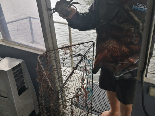 Cairns Catcha Crab-凯恩斯必去景点