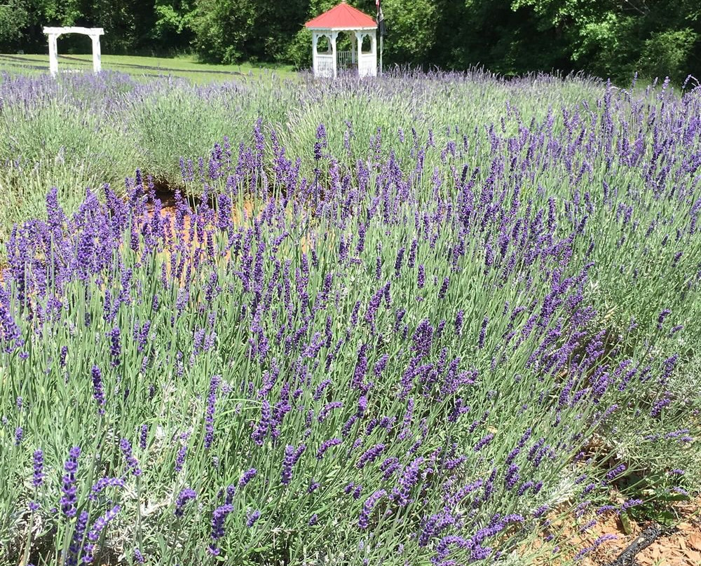 Red Oak Lavender Farm景点图片