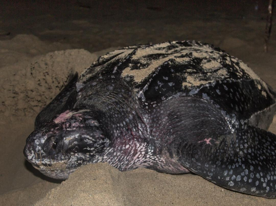 Kalawai Adventure-Waigeo Island必去景点