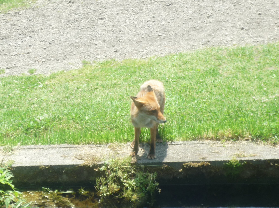 Kojohama Saito Fishing Pond-白老町必去景点