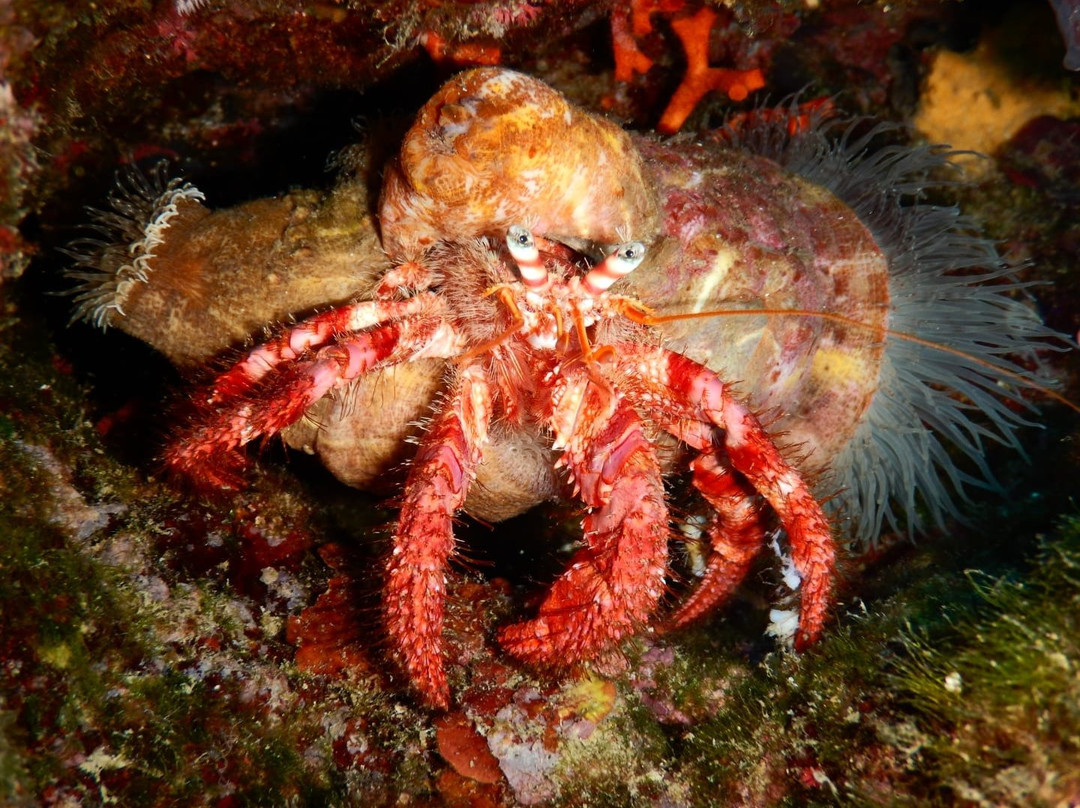 Sottolonda Diving Center-Capoliveri必去景点