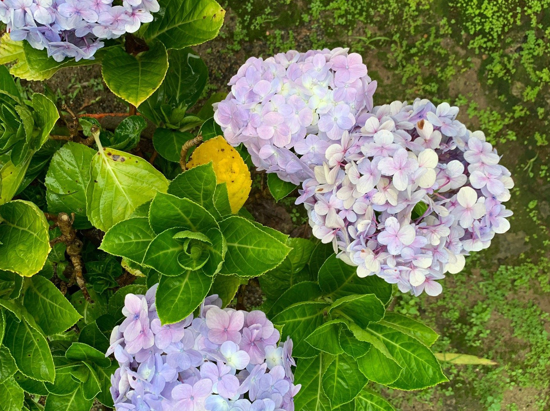 Ktdc Golden Peak Ponmudi主图