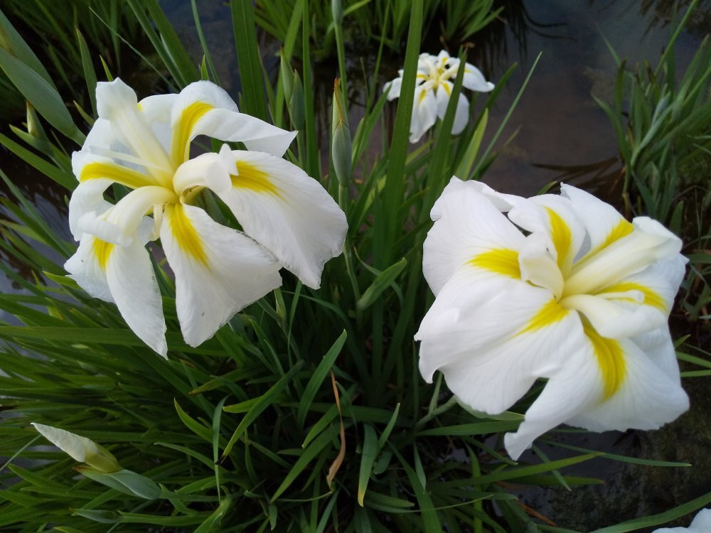 Higashimurayama Shobu Matsuri-东村山市必去景点