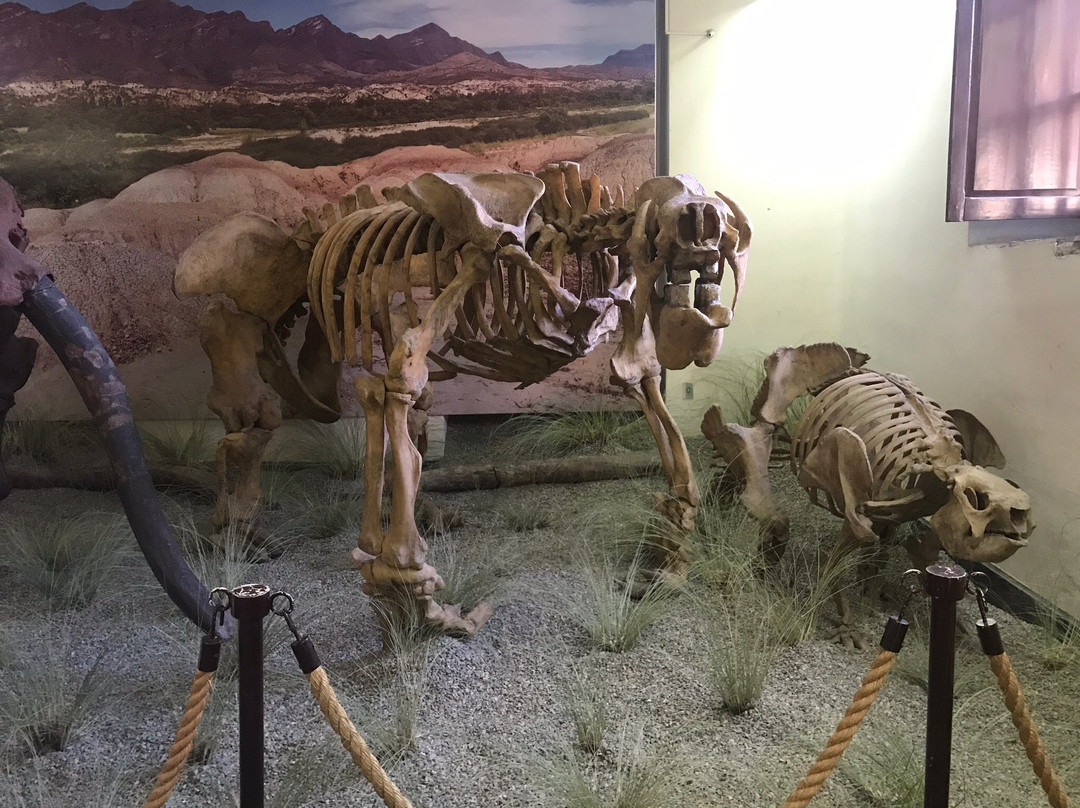 Museo Paleontologico y Arqueologico景点图片
