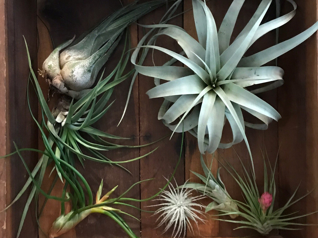 Chestnut Street Mini Mall-Berea必去景点