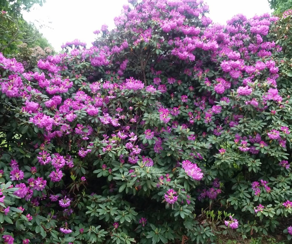 Carson's Bed & Breakfast and Salon主图