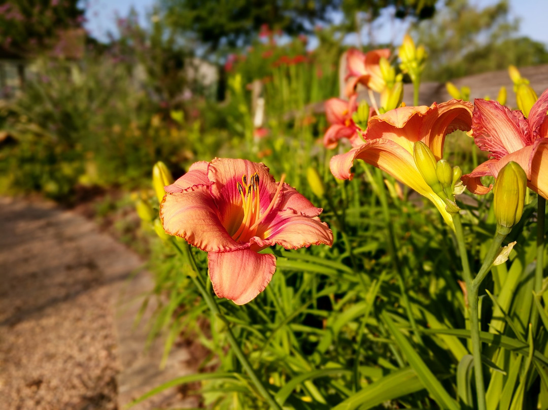 East Texas Arboretum-Athens必去景点