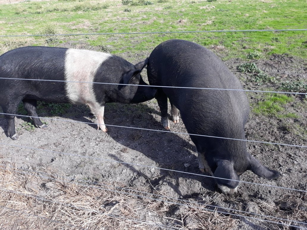 Robe Dairy-罗布必去景点