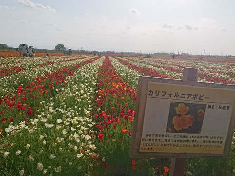 Poppy Happy Square-鸿巢市必去景点